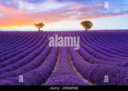 Campo di lavanda, paesaggio estivo al tramonto vicino a Valensole. Provenza, Francia. Foto Stock