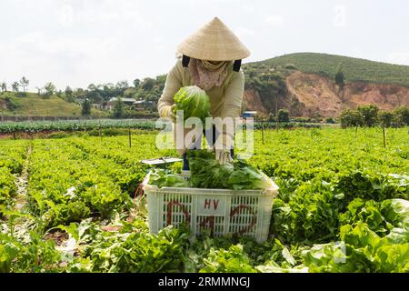 Uomini e donne mascherati a da Lat raccolgono lattuga nei loro campi di lattuga alla periferia di da Lat in Vietnam e la confezionano in cesti di verdure di plastica Foto Stock