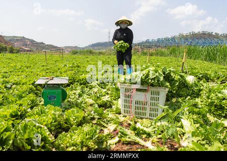 Uomini e donne mascherati a da Lat raccolgono lattuga nei loro campi di lattuga alla periferia di da Lat in Vietnam e la confezionano in cesti di verdure di plastica Foto Stock
