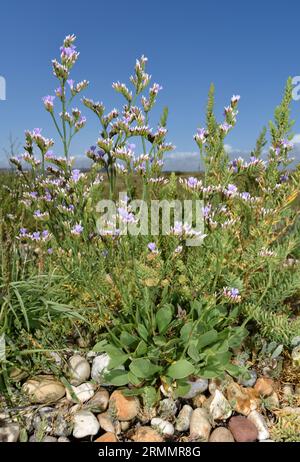 Rock Sea-Lavender - Limonium dodartiforme Foto Stock