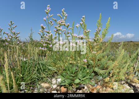 Rock Sea-Lavender - Limonium dodartiforme Foto Stock