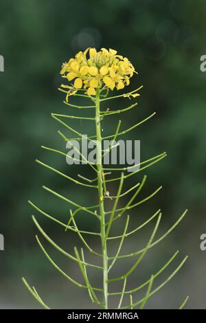 Falso razzo di Londra - Sisymbrium loeselii Foto Stock