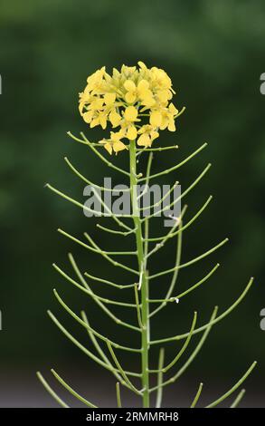 Falso razzo di Londra - Sisymbrium loeselii Foto Stock