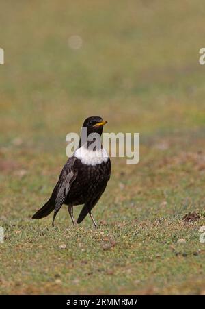 Ring Ouzel (Turdus torquatus) maschio su erba corta Eccles-on-Sea, Norfolk, Regno Unito. Aprile Foto Stock