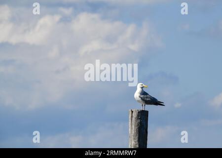 Gabbiani marini sul molo di legno sull'acqua Foto Stock