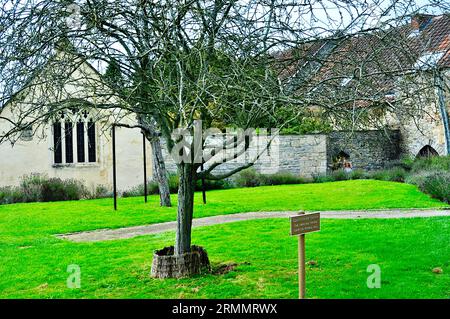 Il Glastonbury Thorn Tree accanto alla Cappella di San Patrizio, abbazia di Glasonbury Foto Stock