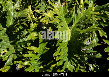 Grandi foglie verdi di un Philodendron xanadu Foto Stock