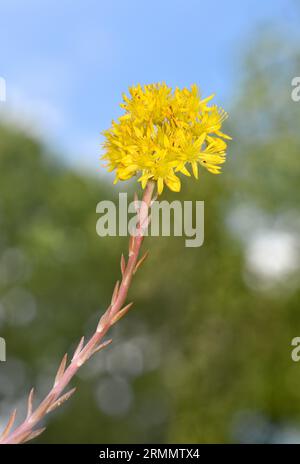 Stonecrop riflesso - Petrosedum rupestre Foto Stock