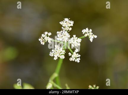 Fiume acqua-Dropwort - Oenanthe fluviatilis Foto Stock