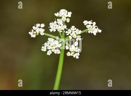 Fiume acqua-Dropwort - Oenanthe fluviatilis Foto Stock