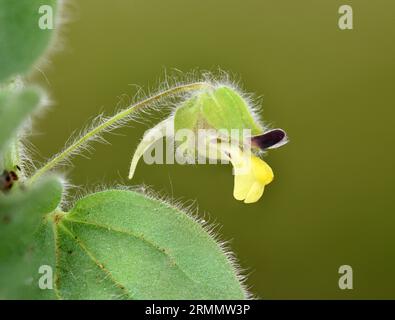 Fluellen a foglia tonda - Kickxia spuria Foto Stock