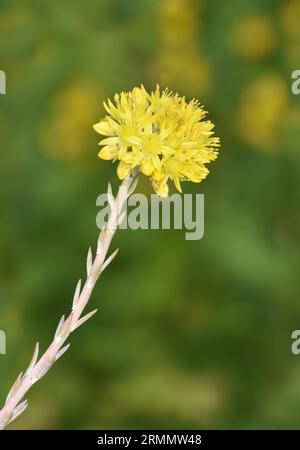 Stonecrop riflesso - Petrosedum rupestre Foto Stock