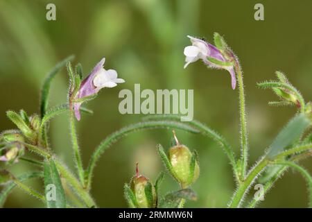 Toadflax piccolo - Chaenorhinum meno Foto Stock