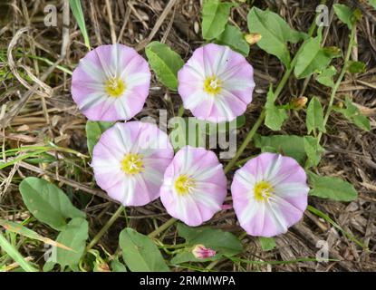 Campo Centinodia - Convolvulus arvense Foto Stock