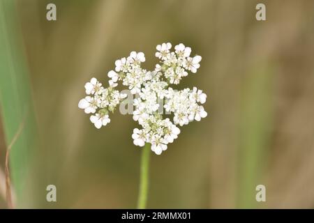 Hartwort - apulum di Tordylium Foto Stock