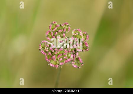 Hartwort - apulum di Tordylium Foto Stock