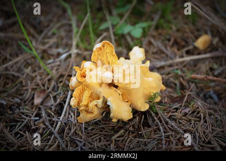 canterelle nel bosco, funghi in habitat naturale Foto Stock