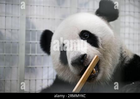 Kuala Lumpur, Malesia. 29 agosto 2023. Il panda gigante Yi Yi mangia all'aeroporto internazionale di Kuala Lumpur a Sepang, Malesia, 29 agosto 2023. I cuccioli di panda giganti Yi Yi e Sheng Yi sono tornati in Cina tardi martedì, portando il loro soggiorno in Malesia al termine appena raggiungono la maturità. PER ANDARE CON "2 cuccioli di panda giganti nati in Malesia tornano in Cina" credito: Cheng Yiheng/Xinhua/Alamy Live News Foto Stock