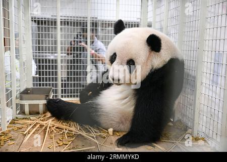 Kuala Lumpur, Malesia. 29 agosto 2023. Il panda gigante Yi Yi aspetta di salire a bordo di un aereo all'aeroporto internazionale di Kuala Lumpur a Sepang, Malesia, 29 agosto 2023. I cuccioli di panda giganti Yi Yi e Sheng Yi sono tornati in Cina tardi martedì, portando il loro soggiorno in Malesia al termine appena raggiungono la maturità. PER ANDARE CON "2 cuccioli di panda giganti nati in Malesia tornano in Cina" credito: Cheng Yiheng/Xinhua/Alamy Live News Foto Stock