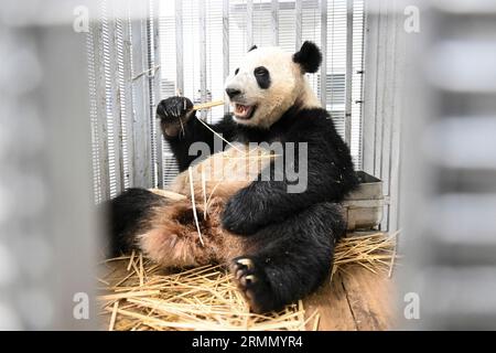 Kuala Lumpur, Malesia. 29 agosto 2023. Il panda gigante Sheng Yi aspetta di salire a bordo di un aereo all'aeroporto internazionale di Kuala Lumpur a Sepang, Malesia, 29 agosto 2023. I cuccioli di panda giganti Yi Yi e Sheng Yi sono tornati in Cina tardi martedì, portando il loro soggiorno in Malesia al termine appena raggiungono la maturità. PER ANDARE CON "2 cuccioli di panda giganti nati in Malesia tornano in Cina" credito: Cheng Yiheng/Xinhua/Alamy Live News Foto Stock