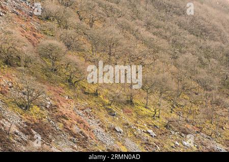 Ripidi pendii ricoperti di alberi nella Elan Valley, Rhayader, Powys, Mid Wales, Regno Unito Foto Stock