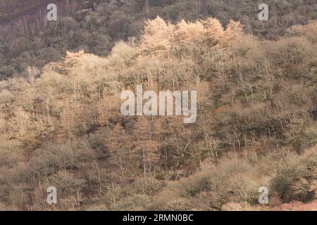 Ripidi pendii ricoperti di alberi nella Elan Valley, Rhayader, Powys, Mid Wales, Regno Unito Foto Stock