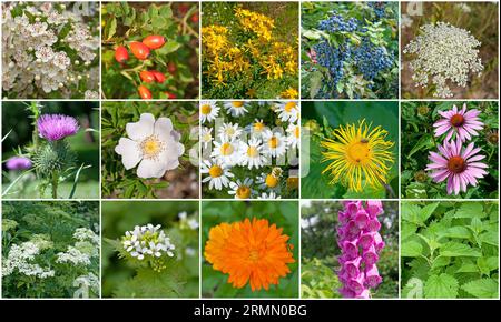 Varie piante medicinali in un collage Foto Stock