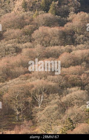 Ripidi pendii ricoperti di alberi nella Elan Valley, Rhayader, Powys, Mid Wales, Regno Unito Foto Stock