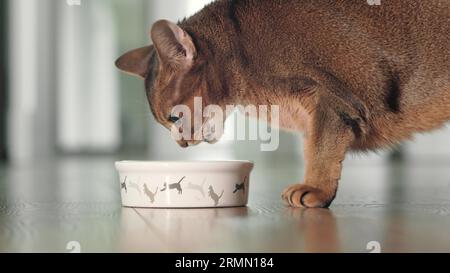 Foto ravvicinata di un adorabile gatto abissino bruno che mangia il suo cibo secco dalla ciotola sul pavimento. Appetito sano. Gatto di zenzero domestico. Piccoli migliori amici. Carini animali a casa. Scatto con angolazione ridotta. Rallentatore Foto Stock