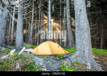 WA23511-00...WASHINGTON - il sole si innalza attraverso la nebbia mattutina a Cedar Creek sulla North Olympic Wilderness Coast, l'Olympic National Park. Foto Stock