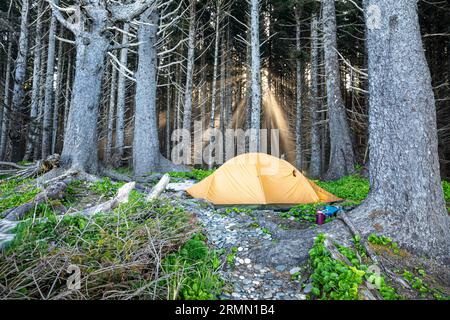 WA23512-00...WASHINGTON - il sole si innalza attraverso la nebbia mattutina a Cedar Creek sulla North Olympic Wilderness Coast, l'Olympic National Park. Foto Stock