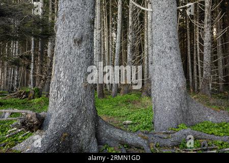 WA23516-00...WASHINGTON - tipica foresta costiera lungo la North Wilderness Coast all'Olympic National Park. Foto Stock