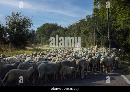 Gregge di pecore su strada con il pastore Foto Stock