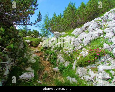 Sentiero che passa attraverso pendii ricoperti di rocce e pino strisciante (Pinus mugo) e alpenrose pelosa in fiore viola (Rhododendron hirsutum) che cresce sul Foto Stock