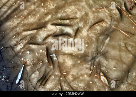 Una laguna secca (lago) e un sacco di piccoli pesci morti, siccità estiva, inquinamento idrico ulteriormente. Smelt di sabbia (Atherina boyeri) Foto Stock