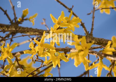 Gruppo di fiori gialli che fioriscono su un albero contro un cielo blu in un giorno primaverile a Potzbach, in Germania. Foto Stock