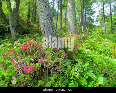 Rosa alpen pelosa in fiore rosa (Rhododendron hirsutum) che cresce in una brillante foresta di larici in Slovenia Foto Stock