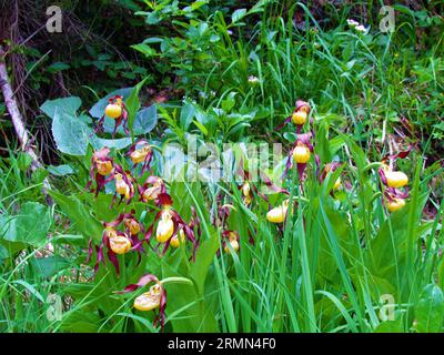 Gruppo di fiori di Cypripedium calceolus giallo e rosso scuro in fiore nella sottofamiglia di orchidee cipripedioideae (cipripedioideae) Foto Stock