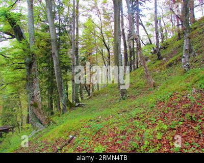 Foresta di faggi temperata e decidua comune in Slovenia con lussureggiante vegetazione erbacea primaverile che ricopre il terreno Foto Stock