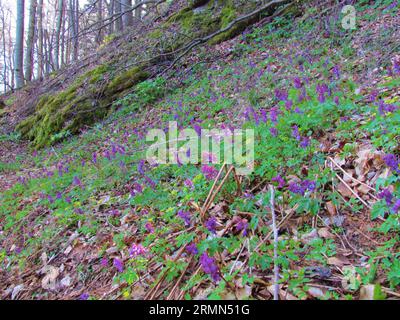 Campo di fiori porpora in fiore (Corydalis cava) che ricoprono il pavimento della foresta in Slovenia Foto Stock