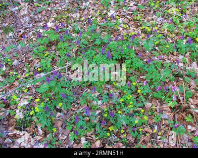 Fiori in fiore viola argilla (Corydalis cava) fiori primaverili che coprono il pavimento della foresta e fiori gialli che crescono nel mezzo Foto Stock