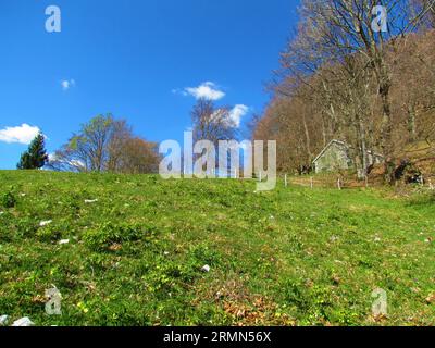 Prato verde brillante ricoperto da piante di elleboro verde (Helleborus viridis) e un cespuglio di pietra caldo dietro gli alberi sopra Planina Stador in Slovenia Foto Stock