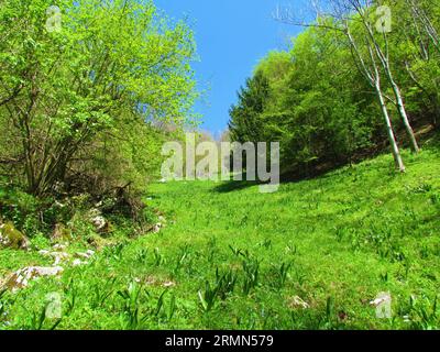 Prato verde brillante con vegetazione primaverile circondata da boschi che ricoprono un ripido pendio sopra il villaggio di Lubinj in Slovenia Foto Stock