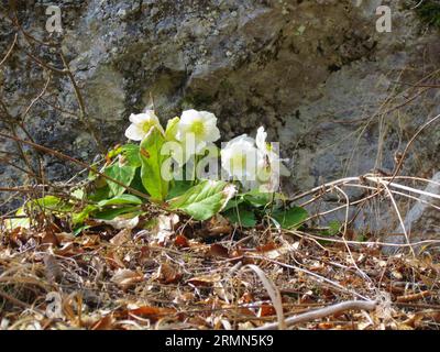 Un pezzo di rosa natalizia bianca in fiore o elleboro nero (Helleborus niger) che cresce di fronte a una roccia Foto Stock