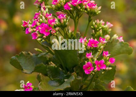 Kalanchoe blossfeldiana pianta in fiore su sfondo naturale Foto Stock
