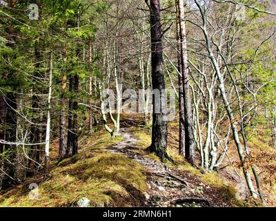 Sentiero in Slovenia coperto da radici che attraversa una foresta di pini scozzesi e faggi europei e il pavimento coperto da erba secca Foto Stock