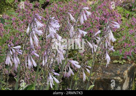 Hosta Francee fiori azzurri lavanda pallido vista laterale messa a fuoco selettiva motivo macro ad alta risoluzione giardinaggio, texture di fondo commerciale floreale. Foto Stock