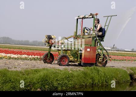 NETHERLANDS LISSE  Eldler maschio che raccoglie fiori di tulipani mentre altre persone sono forse lavoratori di tulipani , i giornali olandesi hanno riferito di immigrati di tulipani polacchi che lavorano nelle fattorie olandesi di tulipani, questi maschi non sono lavoratori conosciuti 21 aprile 2011 (FOTO DI FRANCIS JOSEPH DEAN / DEAN PICTURES) Foto Stock