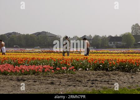 NETHERLANDS LISSE  Eldler maschio che raccoglie fiori di tulipani mentre altre persone sono forse lavoratori di tulipani , i giornali olandesi hanno riferito di immigrati di tulipani polacchi che lavorano nelle fattorie olandesi di tulipani, questi maschi non sono lavoratori conosciuti 21 aprile 2011 (FOTO DI FRANCIS JOSEPH DEAN / DEAN PICTURES) Foto Stock