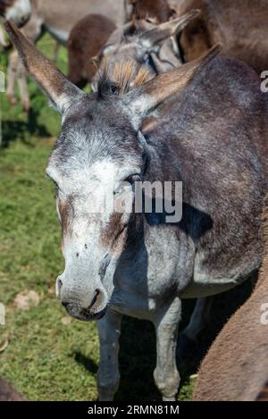 Fattoria di asini nel popolare bacino idrico di Nature Zasavica, vicino a Sremska Mitrovica, Serbia Foto Stock